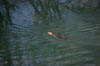 IMGP1566
